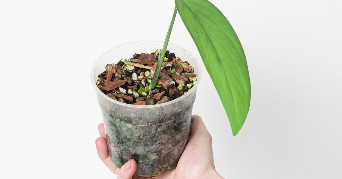 Monstera croatii | Plants