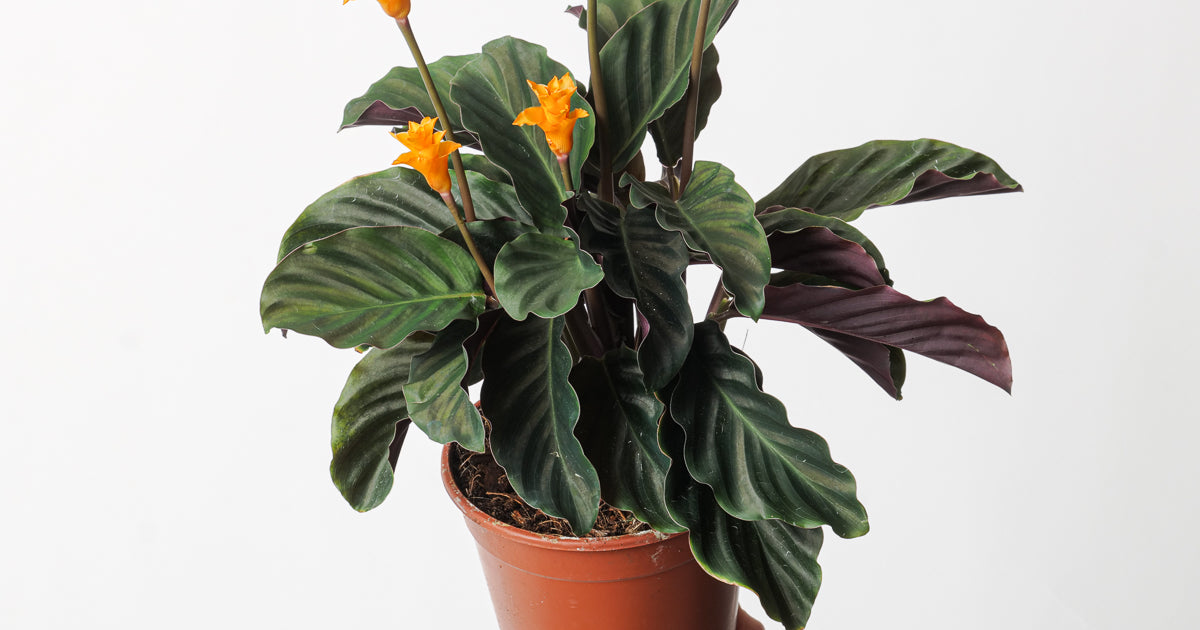 Calathea crocata | Plants | GrowTropicals.com
