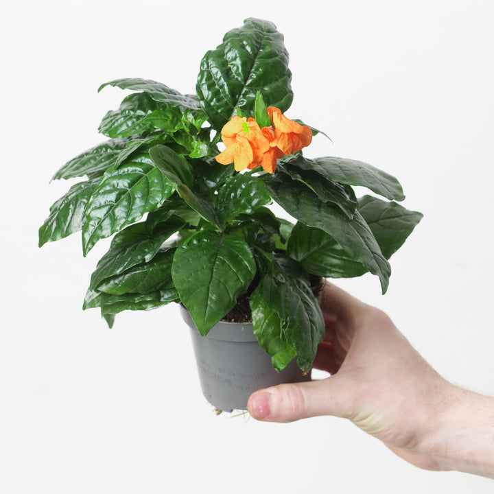 Crossandra infundibuliformis 'Fortuna' | Firecracker Flower 9cm Plants GrowTropicals