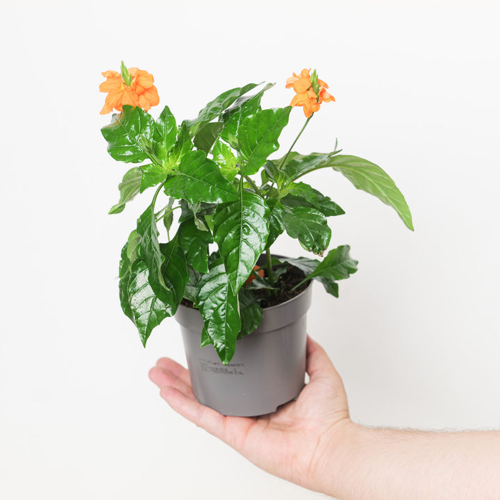 Crossandra infundibuliformis 'Fortuna' | Firecracker Flower 12cm Plants GrowTropicals