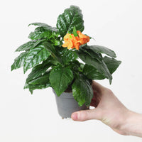 Crossandra infundibuliformis 'Fortuna' | Firecracker Flower