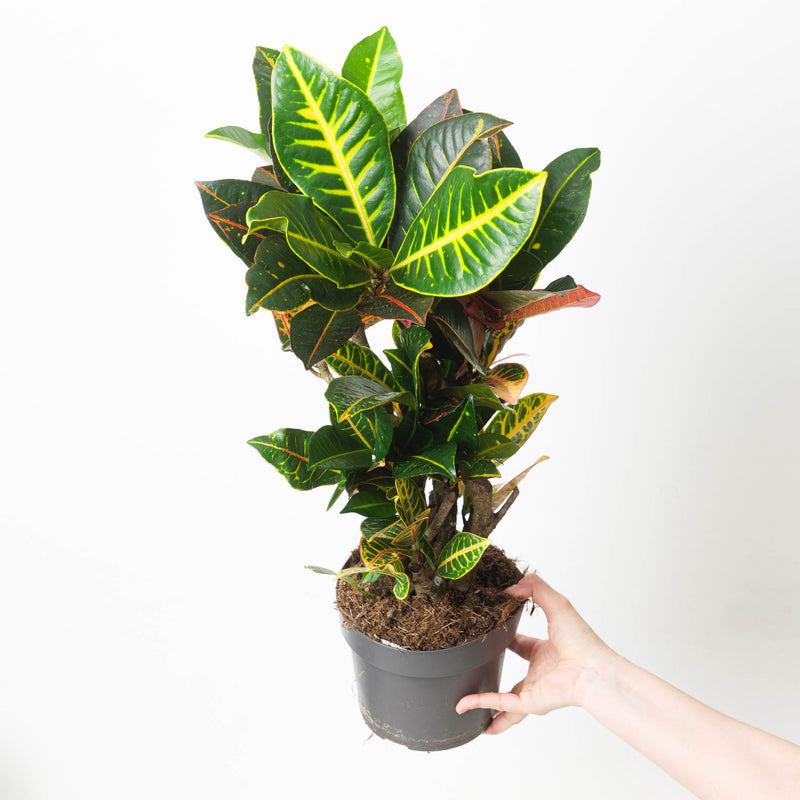 Codiaeum Petra | Branched Croton Plant Plants GrowTropicals