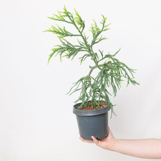 Cryptomeria japonica 'Kyara Gold' potted plant