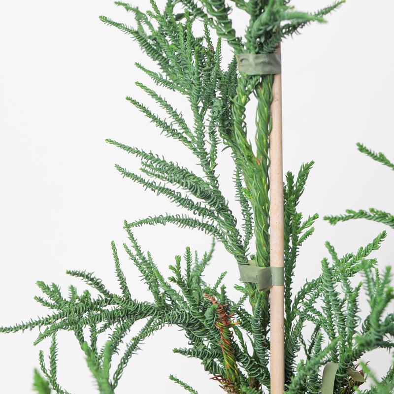 Cryptomeria japonica 'Rasen' spiral foliage detail