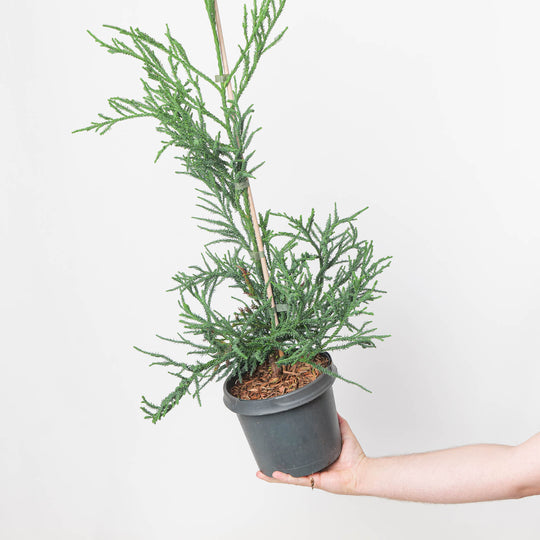 Cryptomeria japonica 'Rasen' potted plant