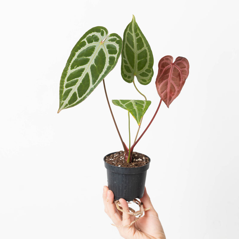 Anthurium crystallinum 'Special Select Forms' Plants GrowTropicals