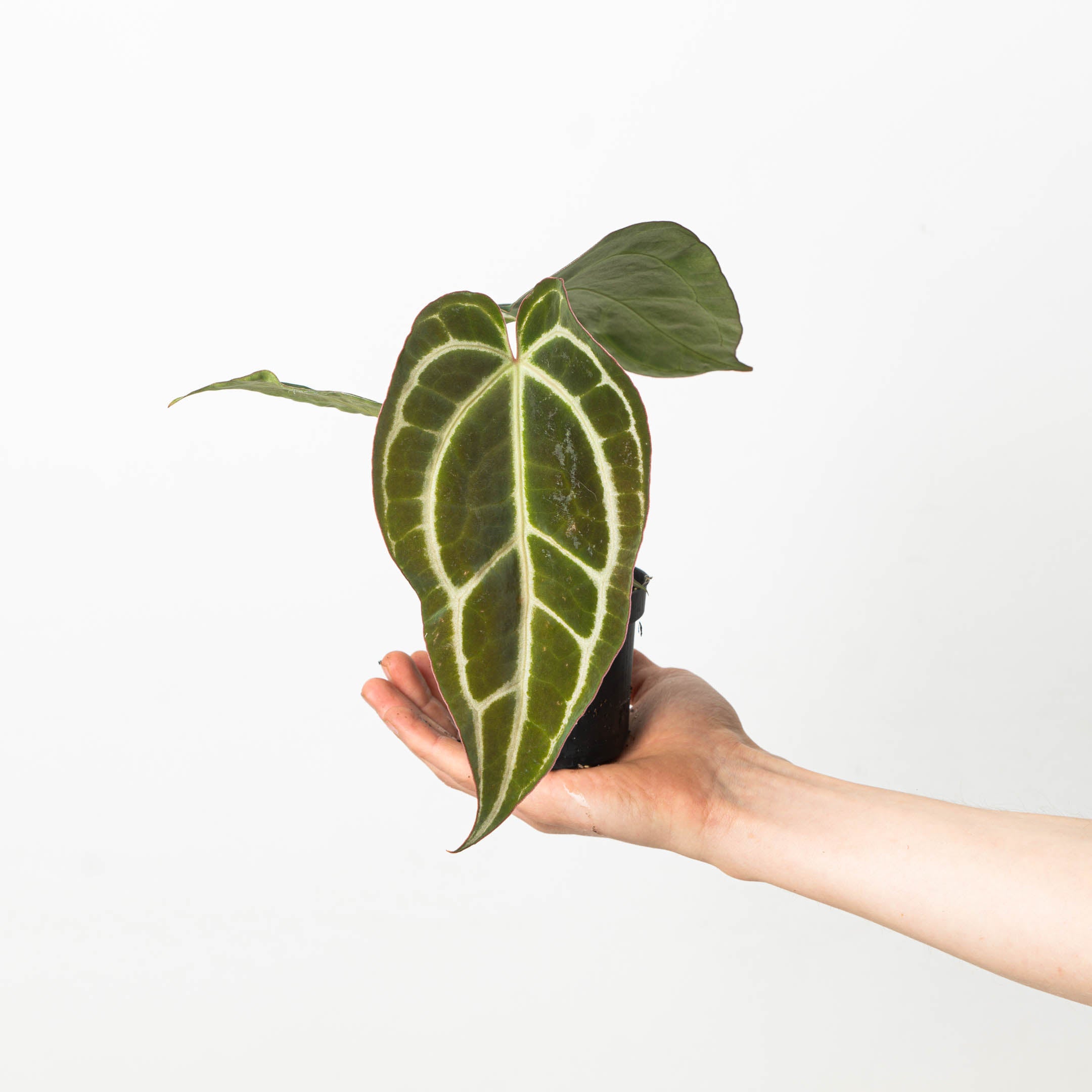 Anthurium crystallinum 'Special Select Forms' | Plants