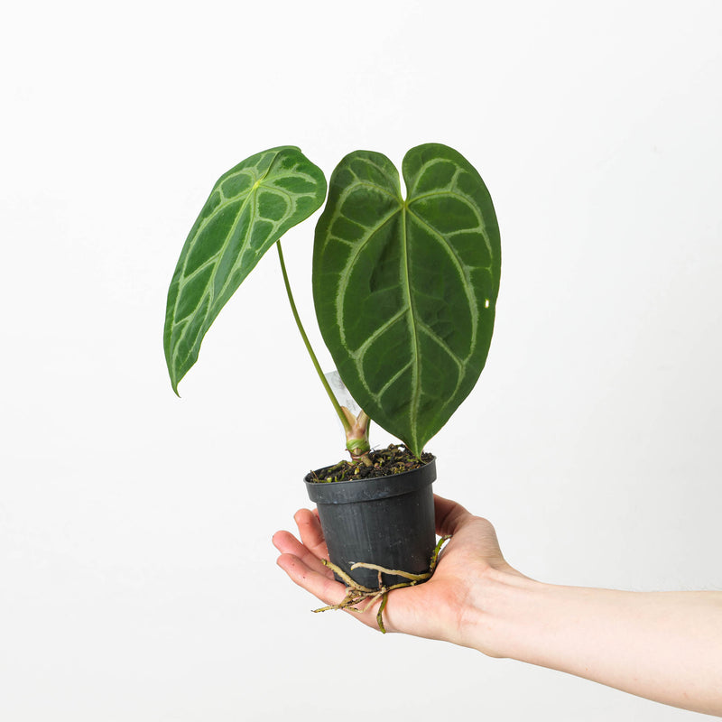 Anthurium crystallinum 'Special Select Forms' Plants GrowTropicals