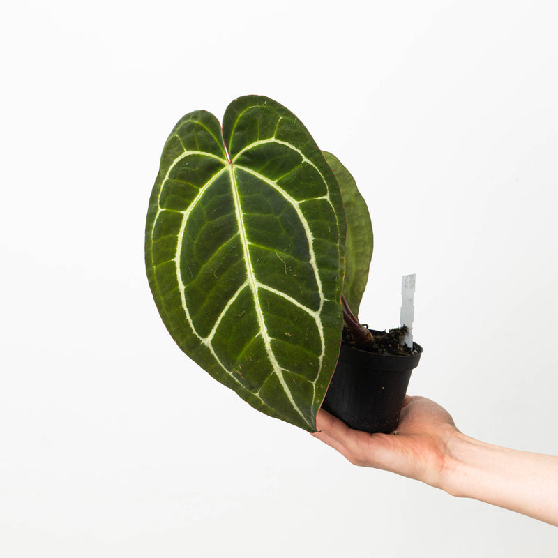 Anthurium crystallinum 'Special Select Forms' Plants GrowTropicals