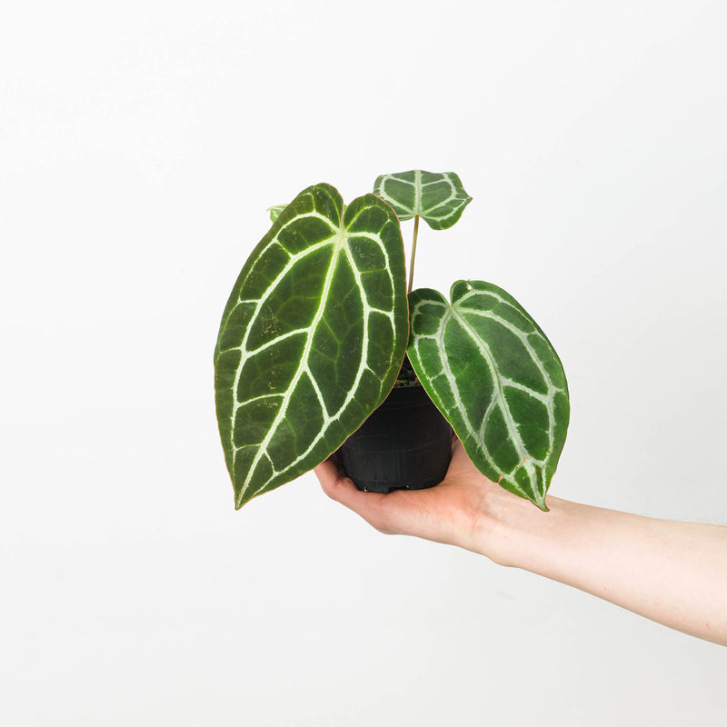 Anthurium crystallinum 'Special Select Forms' Plants GrowTropicals