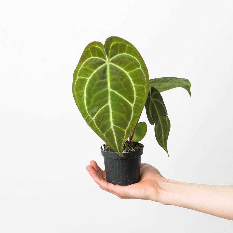 Anthurium crystallinum 'Special Select Forms' Plants GrowTropicals
