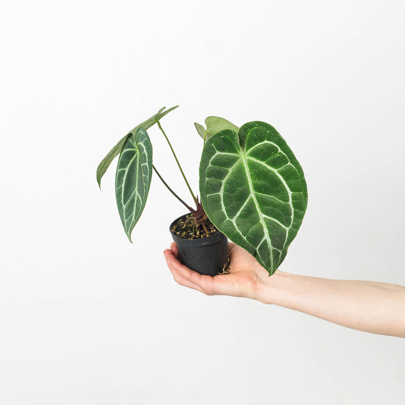 Anthurium crystallinum 'Special Select Forms' Plants GrowTropicals