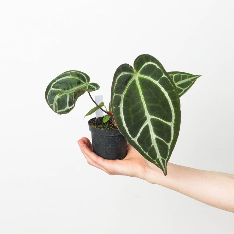 Anthurium crystallinum 'Special Select Forms' Plants GrowTropicals