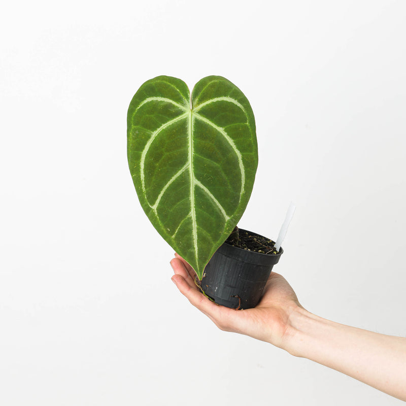 Anthurium crystallinum 'Special Select Forms' Plants GrowTropicals