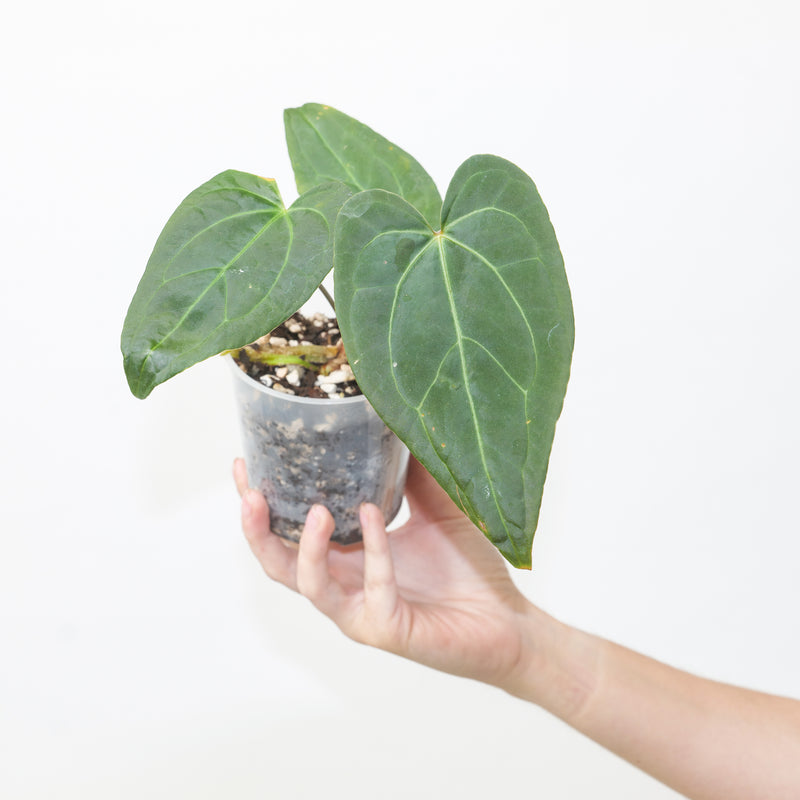 Anthurium crystallinum x Blue Papi Plants GrowTropicals
