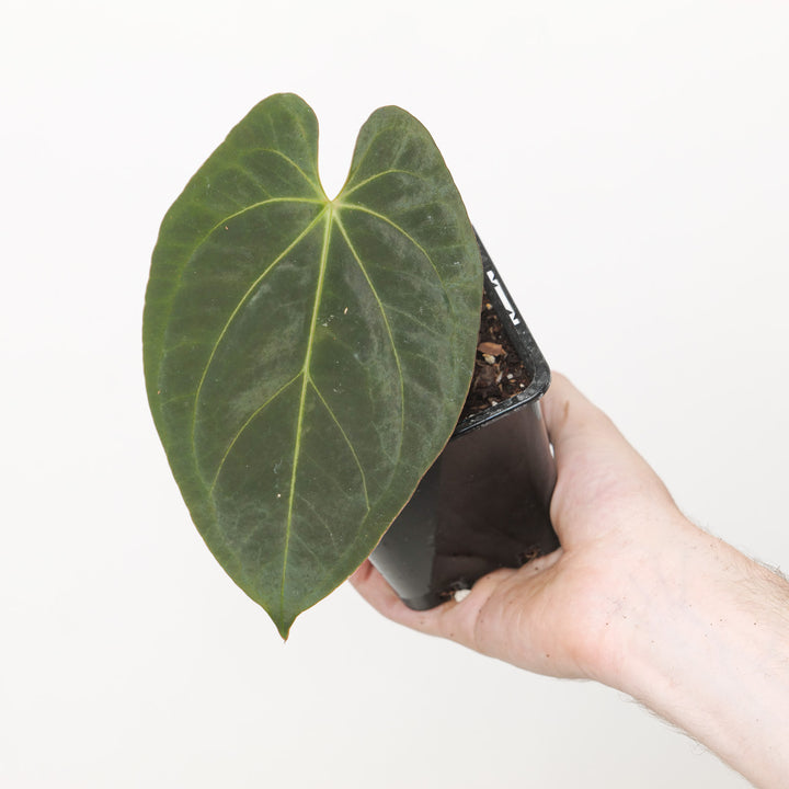 Anthurium Crystal x Papi FS