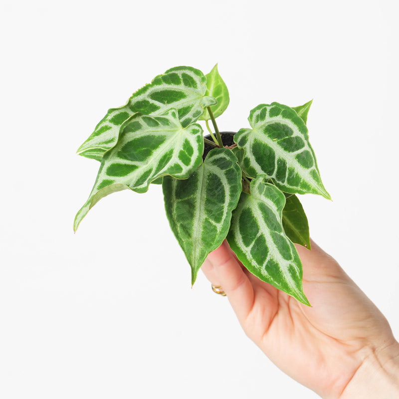 Anthurium Crystal Hope Plants GrowTropicals