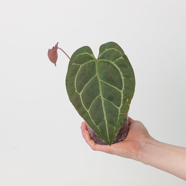 Anthurium crystallinum 'Special Select Forms'