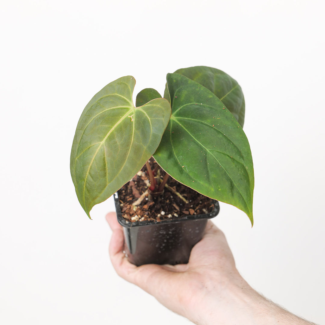Anthurium Crystal x Papi FS