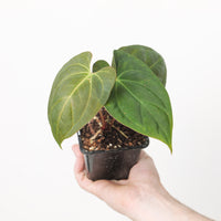 Anthurium Crystal x Papi FS