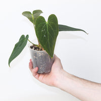 Anthurium crystallinum ‘Red Vein’ × papillilaminum