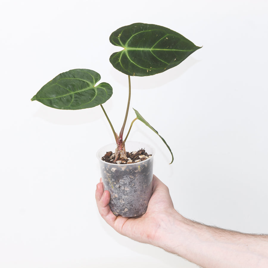 Anthurium crystallinum × besseae aff. Plants GrowTropicals