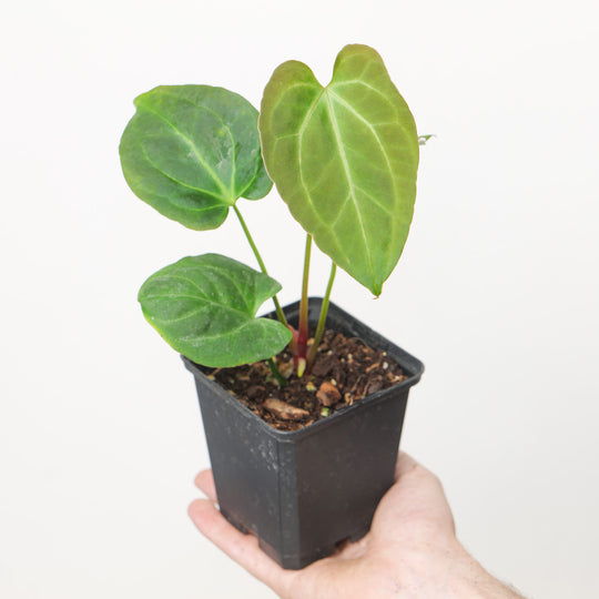Anthurium Crystal x Besseae Aff Plants GrowTropicals