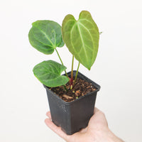 Anthurium Crystal x Besseae Aff