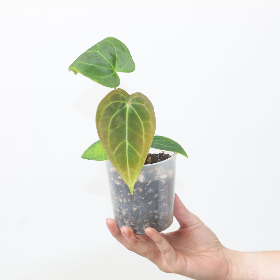 Anthurium crystallinum × hoffmannii Plants GrowTropicals