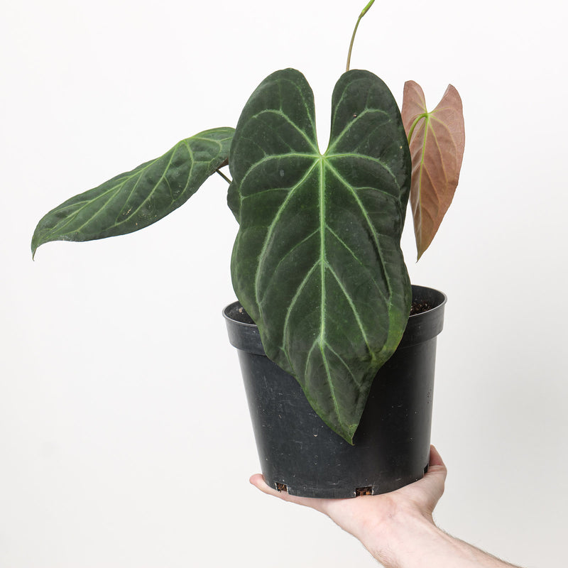 Anthurium crystallinum × papillilaminum Plants GrowTropicals