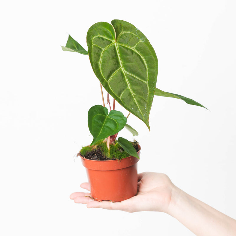 Anthurium crystallinum x luxurians Plants GrowTropicals