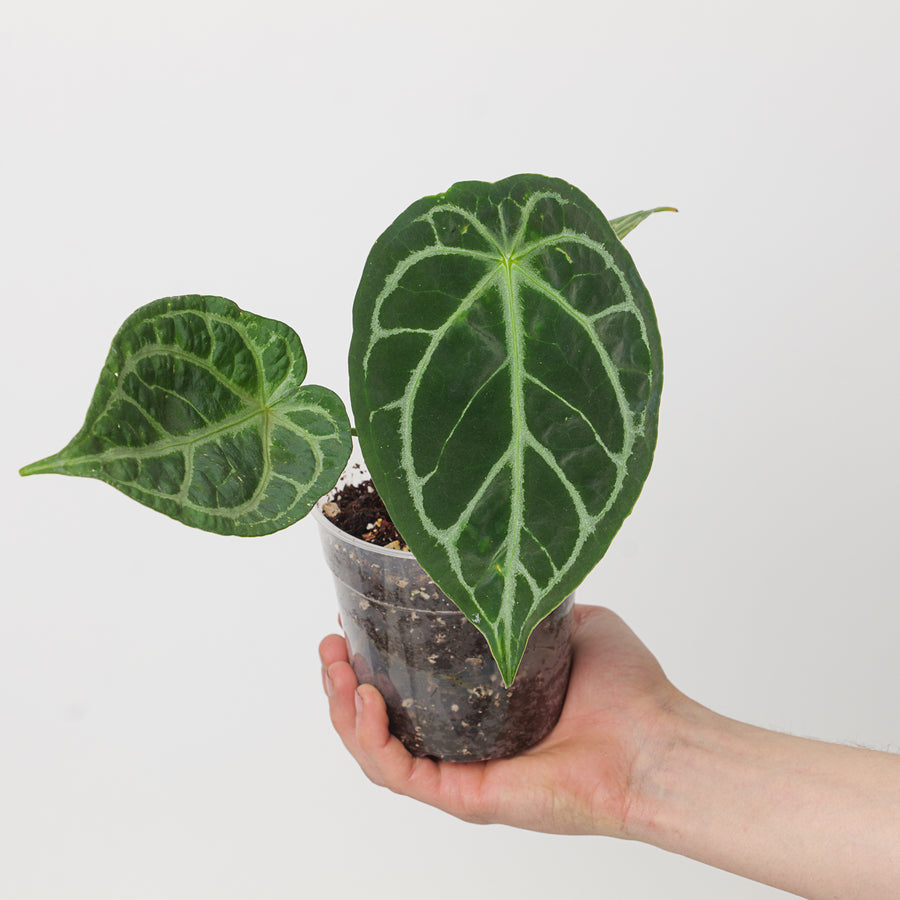 Anthurium crystallinum x forgetti - GROW TROPICALS