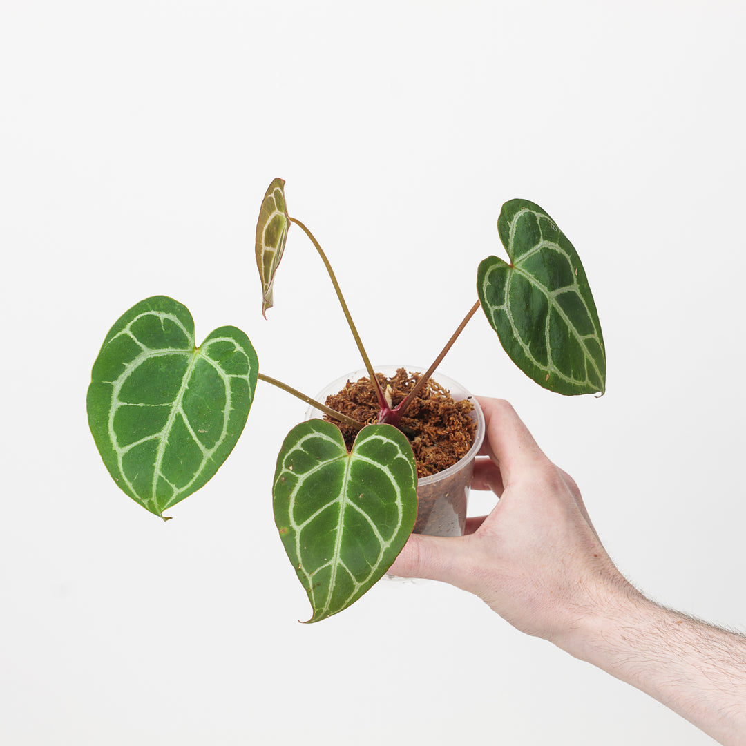 anthurium clarinervium vs magnificum Anthurium crystallinum x magnificum | Plants