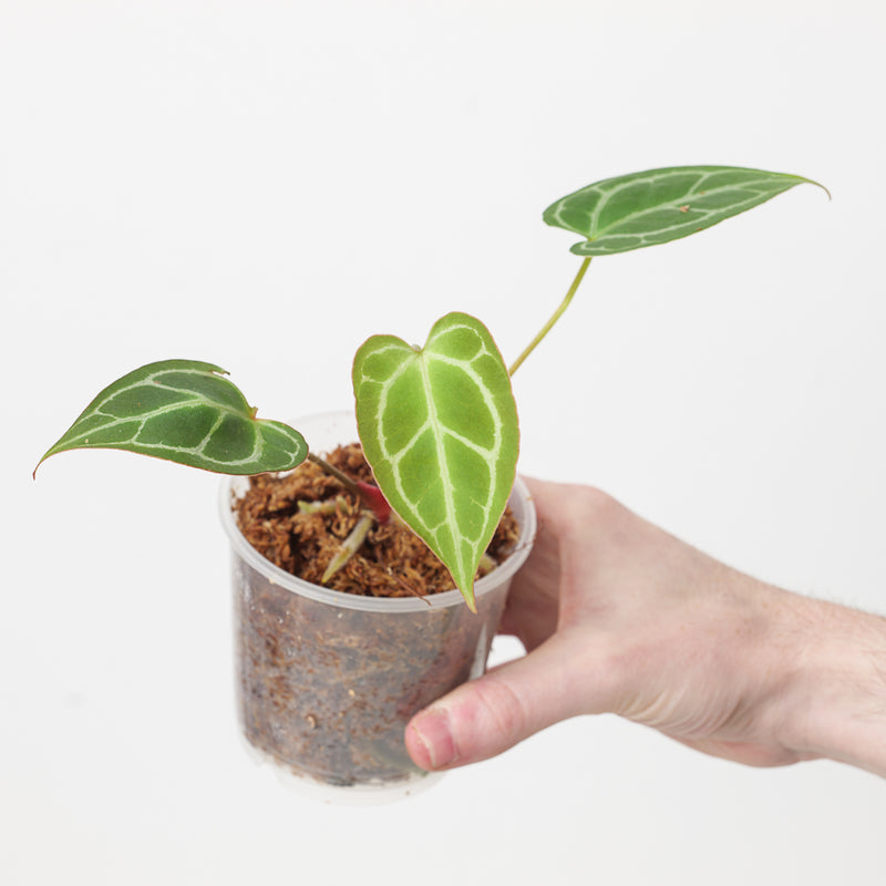 Anthurium crystallinum x magnificum 9cm / A1 Plants GrowTropicals