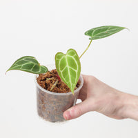 Anthurium crystallinum x magnificum