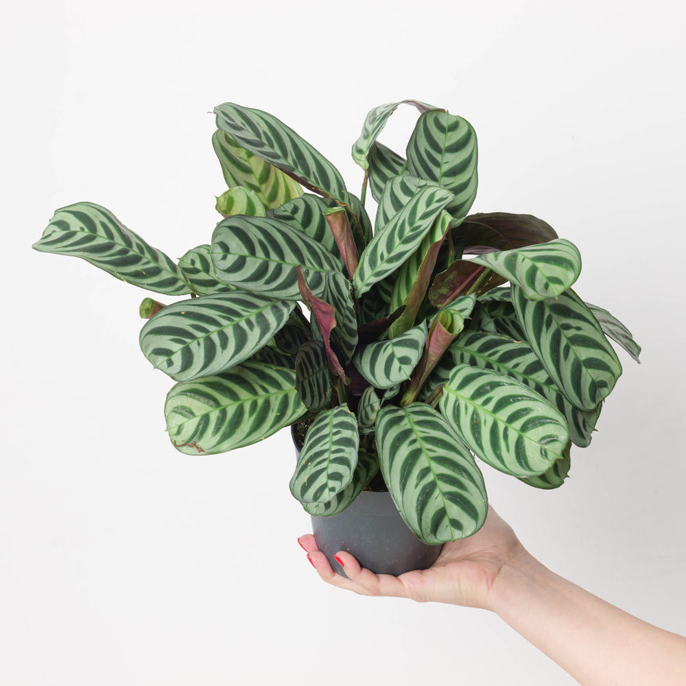 Ctenanthe burle marxii - GROW TROPICALS