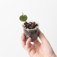 Culcasia rotundifolia