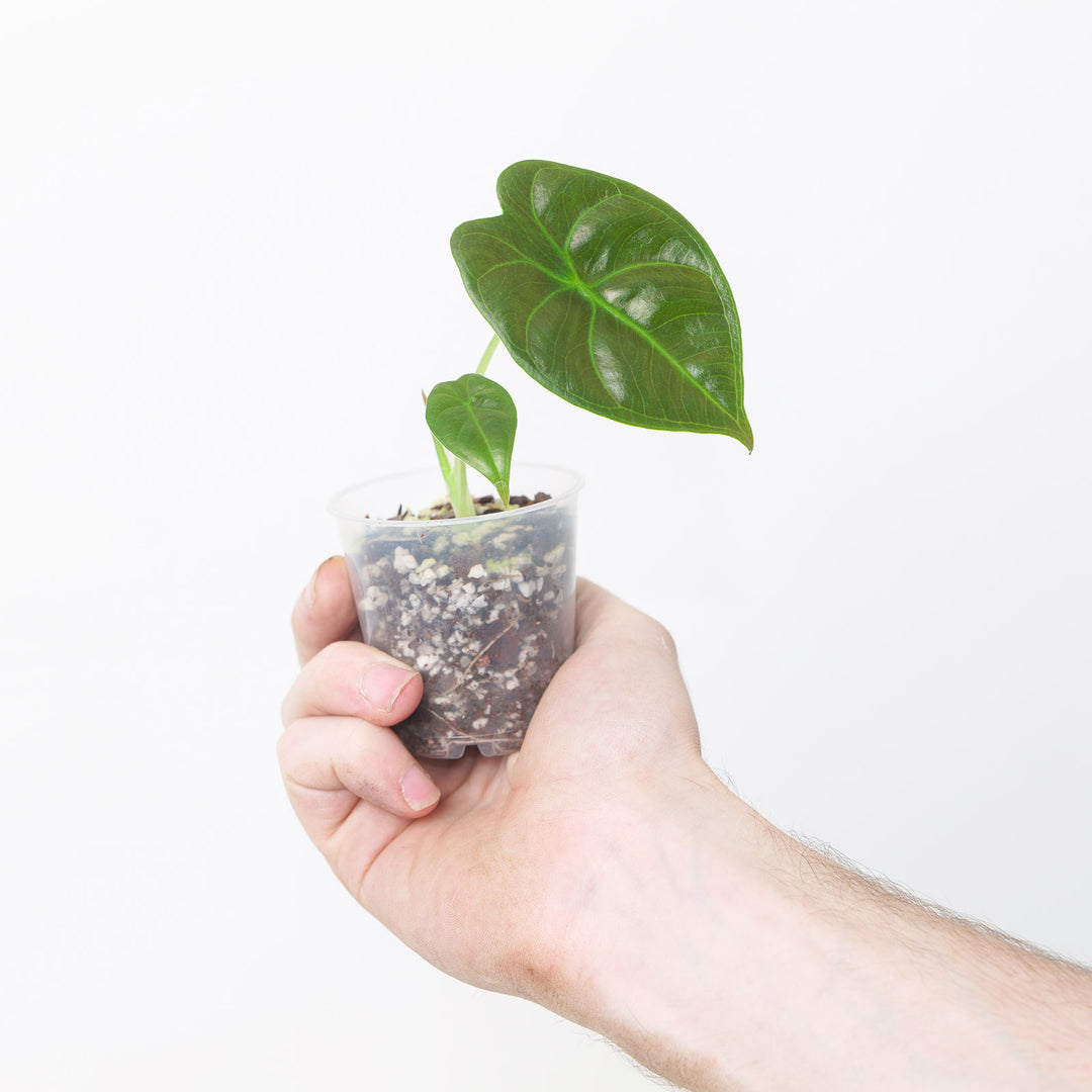 Alocasia cuprea x frydek Plants GrowTropicals