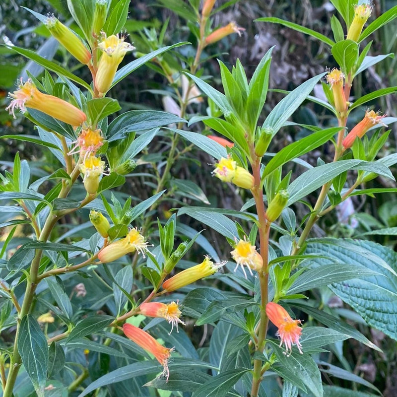 Cuphea 'Vitores' Plants - Outdoor GROW TROPICALS
