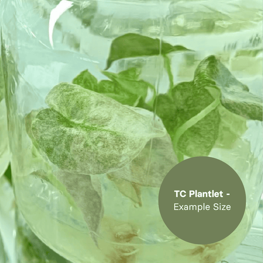 Alocasia Cuprea Pink Mint (TC Plantlet) - Preorder Plants GrowTropicals