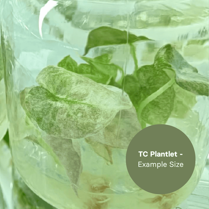 Alocasia Cuprea Pink Mint (TC Plantlet) - Preorder Plants GrowTropicals