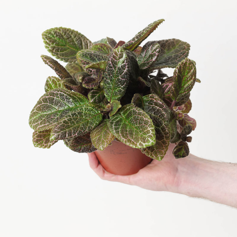 Episcia cupreata Plants GrowTropicals
