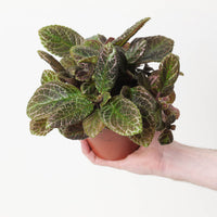 Episcia cupreata