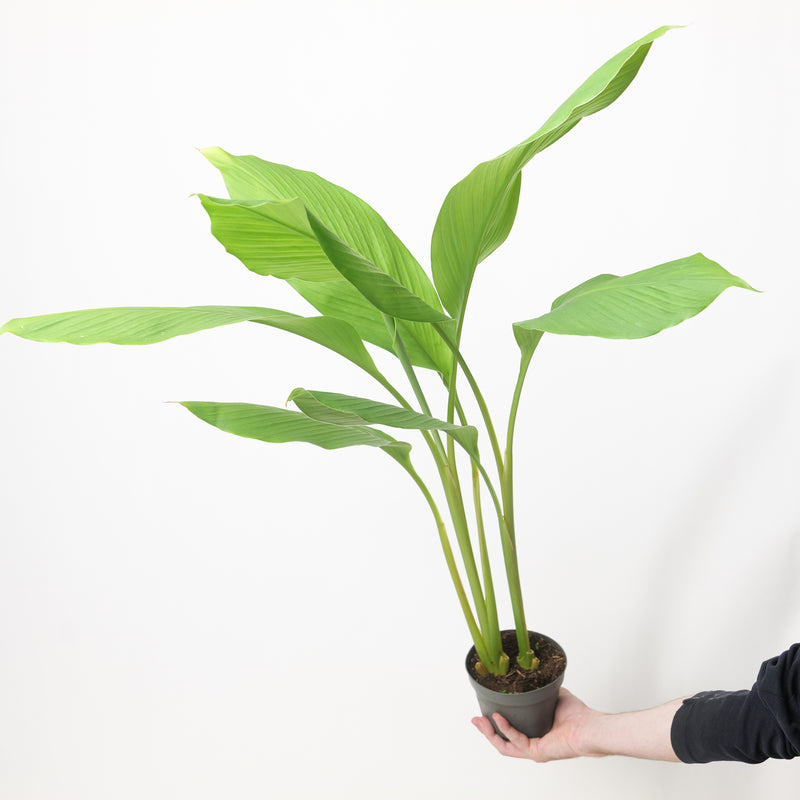 Curcuma longa Plants GrowTropicals