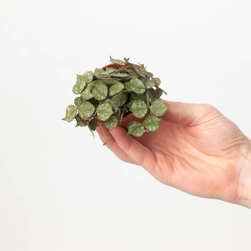 Hoya curtisii — 6cm