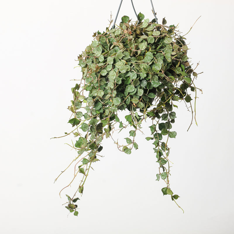 Hoya curtisii 14cm Plants GrowTropicals