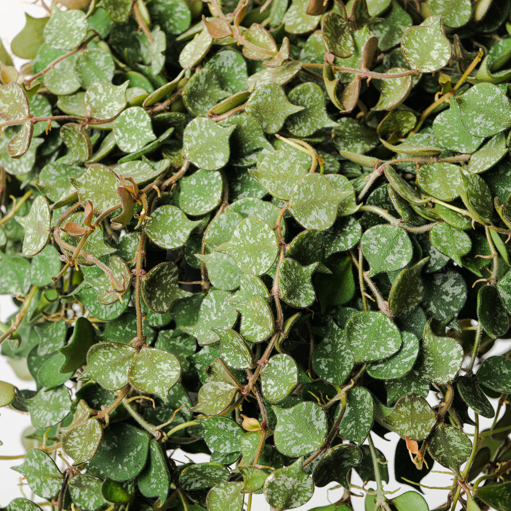 Hoya curtisii - GROW TROPICALS