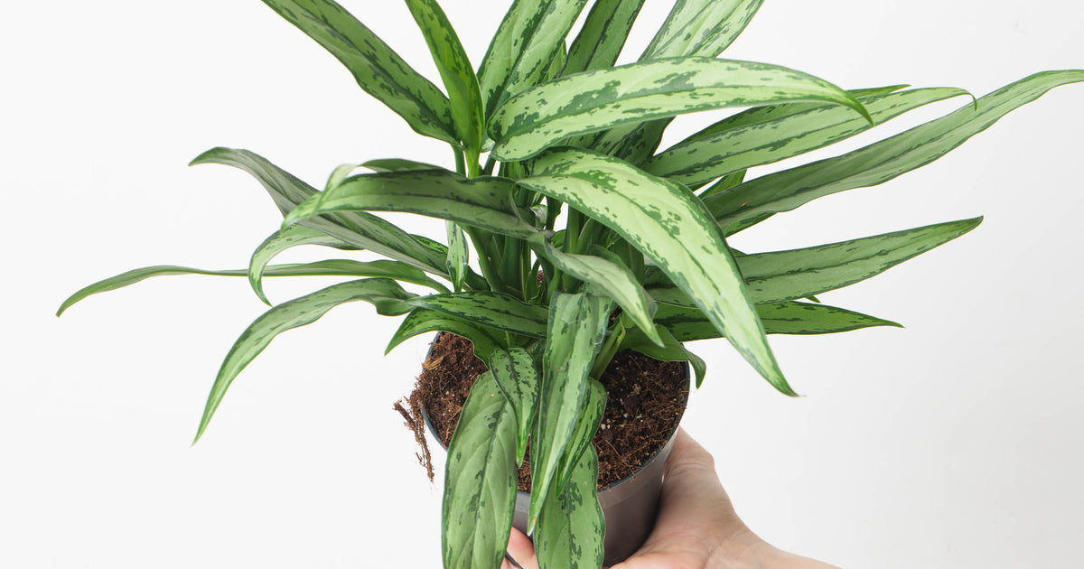 white stem cutlass aglaonema Aglaonema Cutlass | Plants