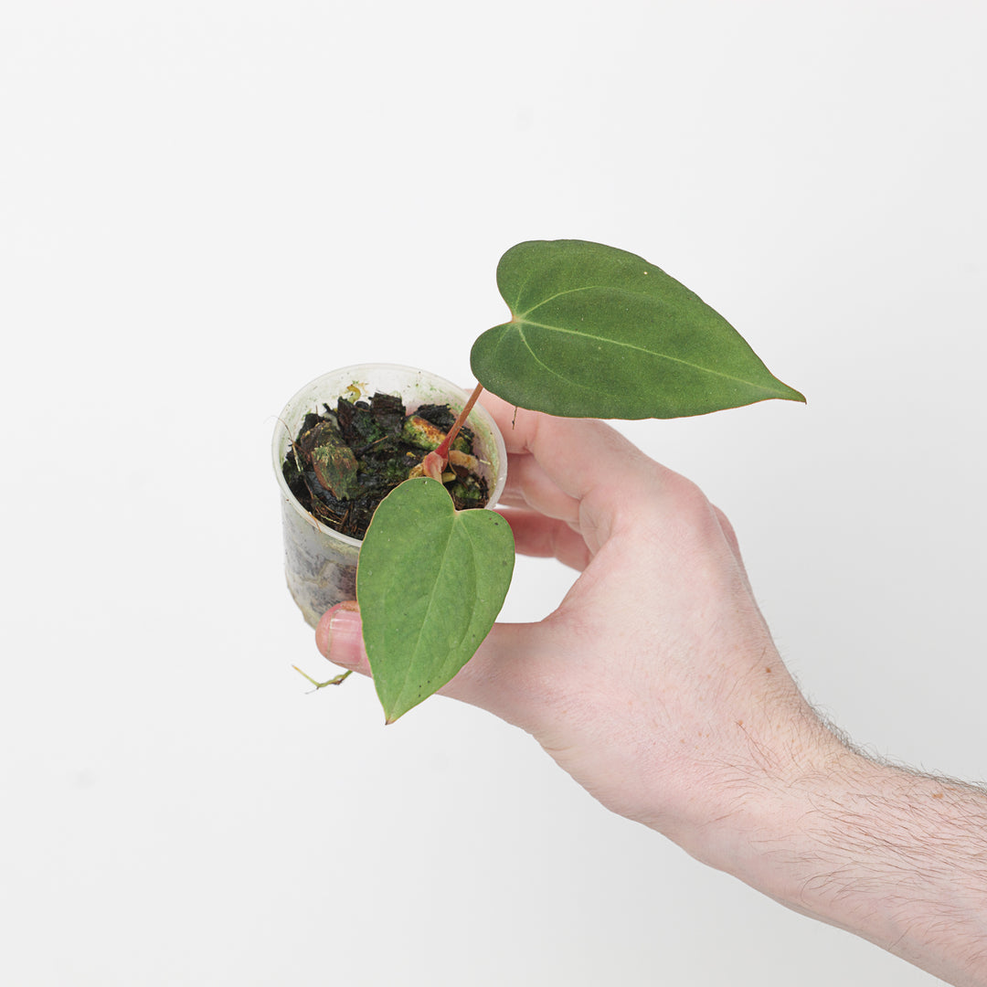anthurium cerropirrense Anthurium (cerrocampanense x papillilaminum) x papillilaminum seedling | Plants