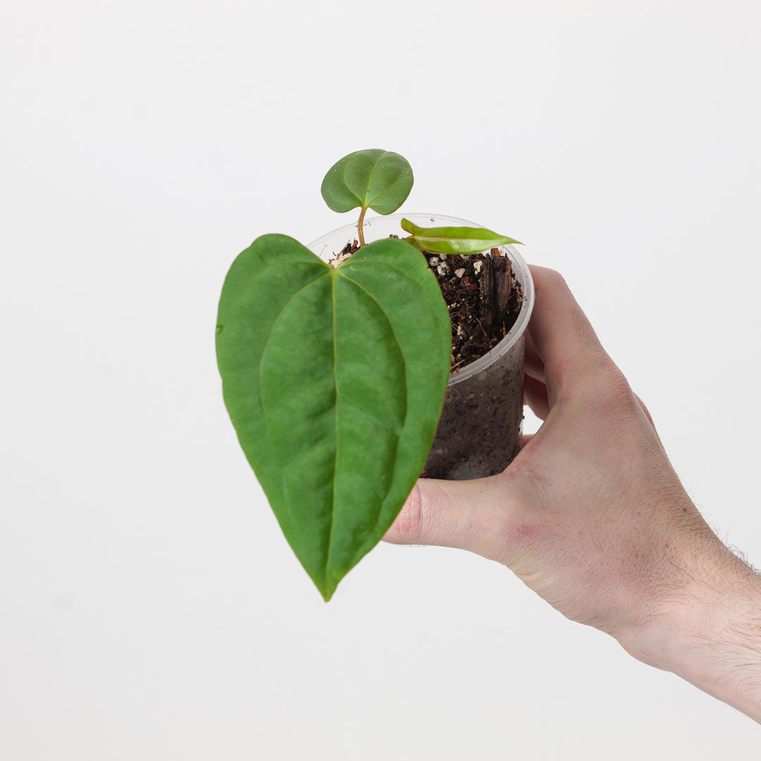 Anthurium (cerrocampanense x papillilaminum) x papillilaminum seedling